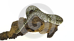 Granit Burmese Python or Python molurus bivittatus on wooden snag isolated in white background.