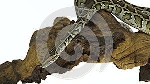 Granit burmese python or python molurus bivittatus on wooden snag isolated in white background.