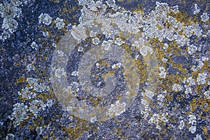 Granit texture lichen