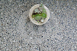 Granite background floor, plants in pot