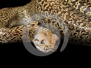 Closeup of a Granite Bermese Python