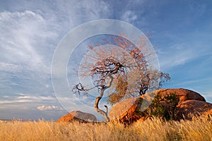 Granite boulders and trees, Namibia