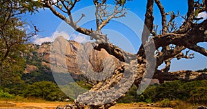 Granite hill and an old tree