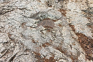 granite rock texture with dry leaf