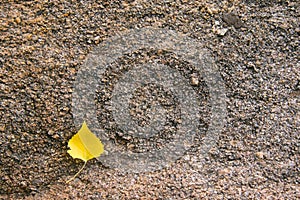 Granite rock texture with leaf