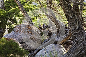 Granite rocks evergreen trees scenic background