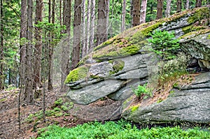 Granite rocks in a forest