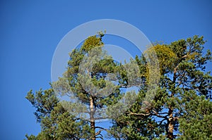 Granite rocks heavily weathered and smoothed by frost and wind. they form rock towers and outcrops in a pine forest with a lack of