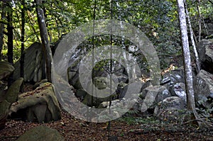 Granitic rock into the tropical jungle in La Digue Island, Seychelles