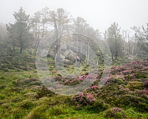 Granitic rocks between pine trees and purple flower heaths