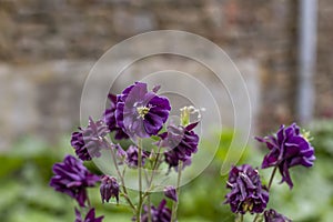 Granny`s bonnet purple flowers