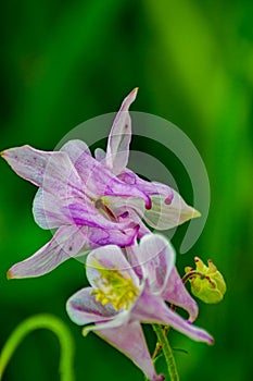 Granny`s Bonnets - Aquilegia vulgaris