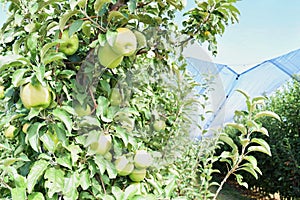 Granny Smith apple orchard in autumn