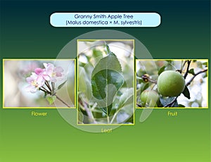 Granny Smith apple tree