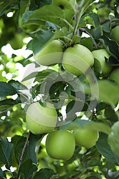 Granny Smith Apples.