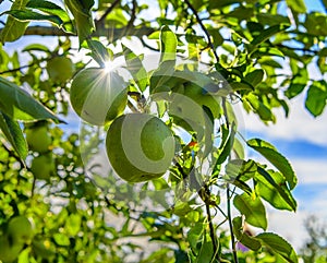 Granny Smith Apples