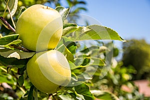 Granny Smith Apples