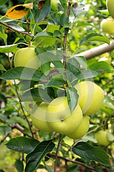 Granny Smith apples in apple tree