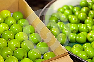 Granny Smith apples being packed into a box from a packing tub in a fruit packing warehouse