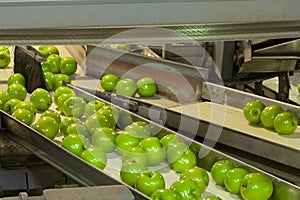 Granny Smith apples on a conveyor belt line in a fruit packing warehouse