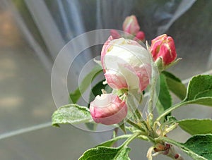 Granny Smith Malus sylvestris Apple Blossom Under Plastic Tent