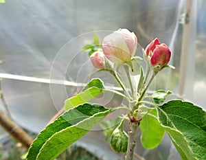Granny Smith Malus sylvestris Apple Blossom Under Plastic Tent 2