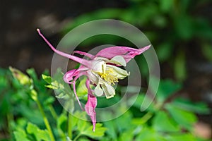 Grannyâ€™s Bonnet â€“ Aquilegia vulgaris