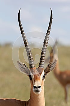 Grant Gazelle