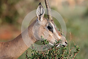 Grant Gazelle