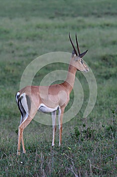 Grant gazelle