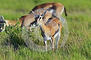 Grant Gazelle