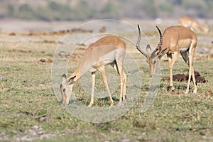 Grant Gazelle following doe in summer