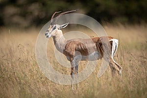 Grant gazelle opens mouth standing in grass