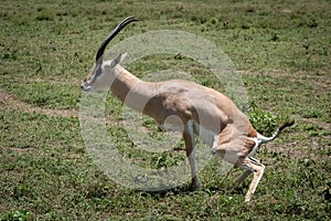 Grant gazelle stretches to defecate on savannah