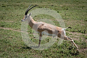 Grant gazelle stretches to urinate on savannah photo