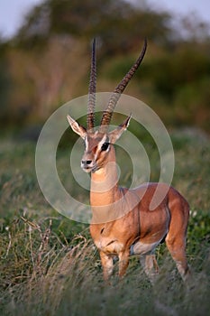 Grant's Gazelle photo