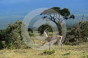 Grant's gazelle