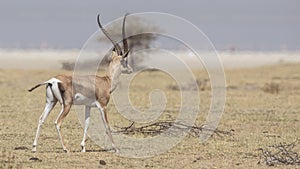 Grant`s Gazelle in Arid field