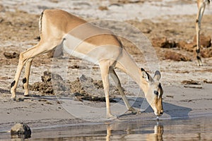 Grant's gazelle drinking water from river