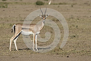 Grant`s gazelle female standing in the sun-dried savannah in the