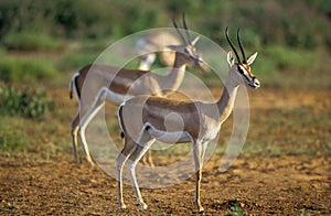 Grant`s Gazelle, gazella granti, Females, Kenya
