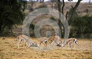 GRANT`S GAZELLE gazella granti, GROUP OF MALES FIGHTING, KENYA