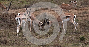 Grant`s Gazelle, gazella granti, Males Fighting, Nairobi Park in Kenya,