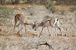 Grant`s Gazelle, gazella granti, Males fighting, Nakuru Park in Kenya