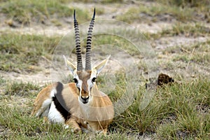 The Grant`s gazelle in his natural environment