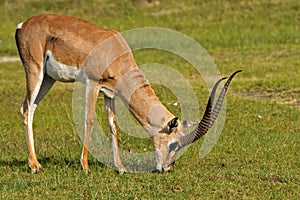 Grant's gazelle large-horned male