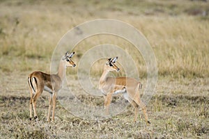 Two young Grant`s Gazelles in the Maasai mara photo
