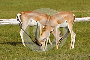 Grant's gazelle males grazing, Kenya