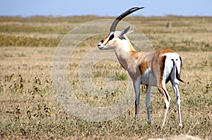 Grant`s gazelle in the Serengeti park in Tanzania