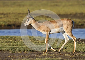 Grant`s Gazelle Walking Along a Stream
